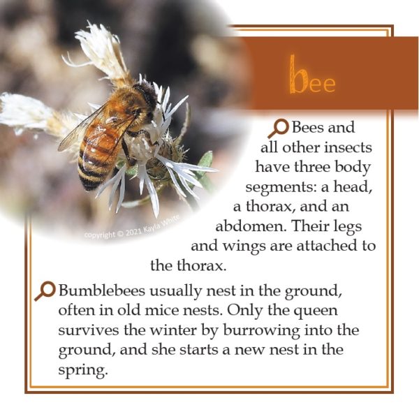 Bee 1