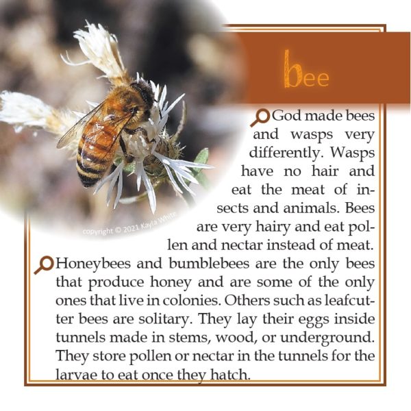 Bee 2